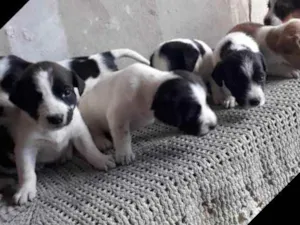 Cachorro raça Mista idade Abaixo de 2 meses nome Cachorrinhos 