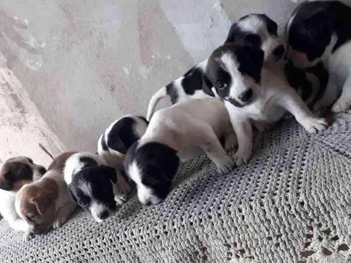 Cachorro ra a Mista idade Abaixo de 2 meses nome Cachorrinhos 