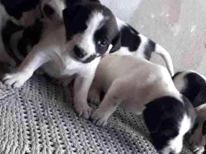 Cachorro ra a Mista idade Abaixo de 2 meses nome Cachorrinhos 