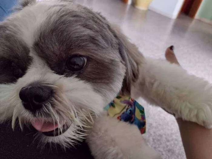 Cachorro ra a Shit zu idade 1 ano nome Thor