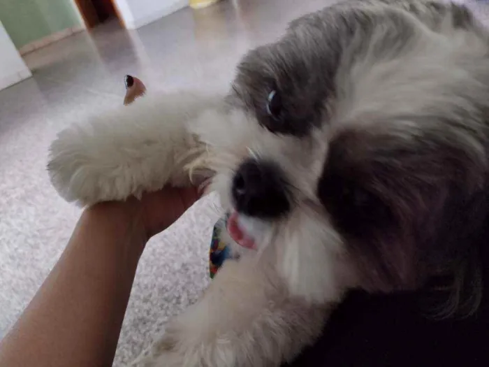 Cachorro ra a Shit zu idade 1 ano nome Thor