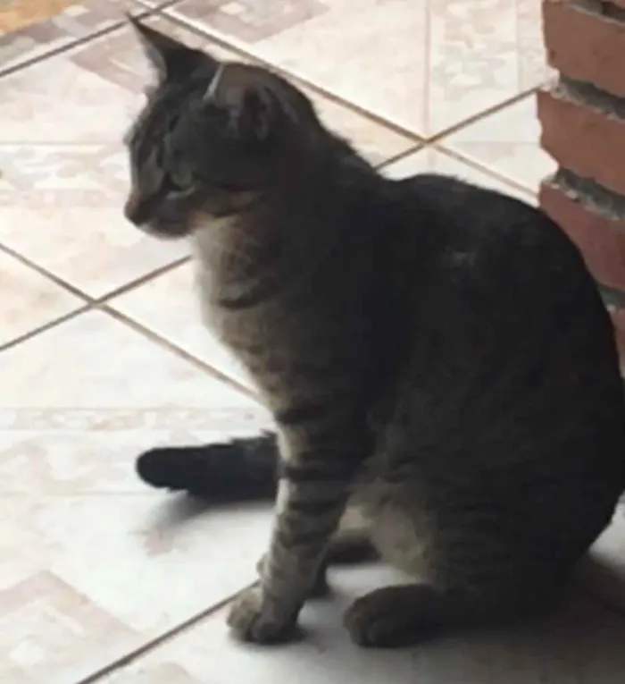 Gato ra a Sem Raça Definida idade 1 ano nome Boquin