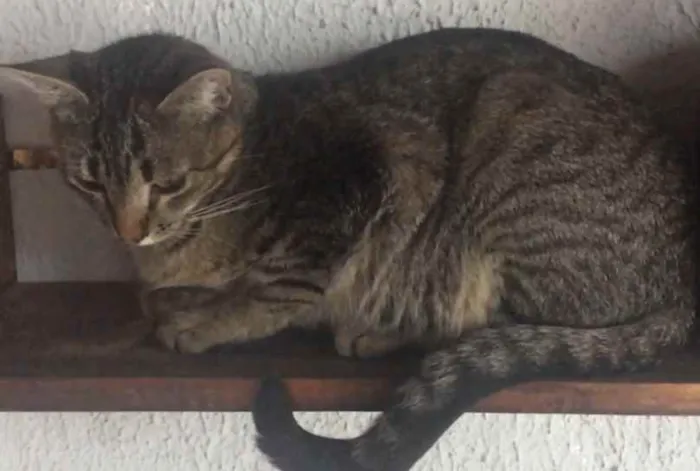 Gato ra a Sem Raça Definida idade 1 ano nome Boquin