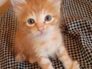 Gato raça vira lata idade Abaixo de 2 meses nome laranjinha