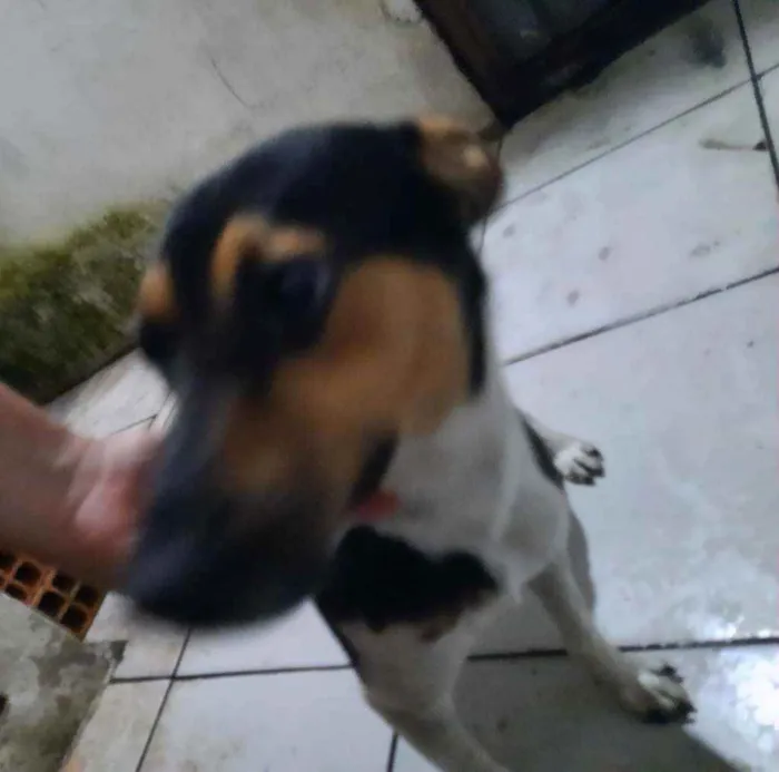 Cachorro ra a Vira lata idade 7 a 11 meses nome Ralph