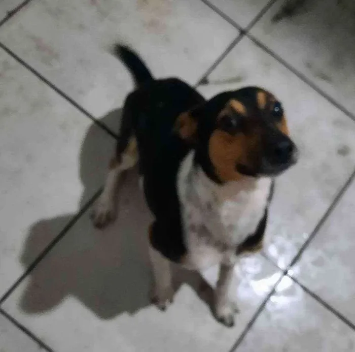 Cachorro ra a Vira lata idade 7 a 11 meses nome Ralph