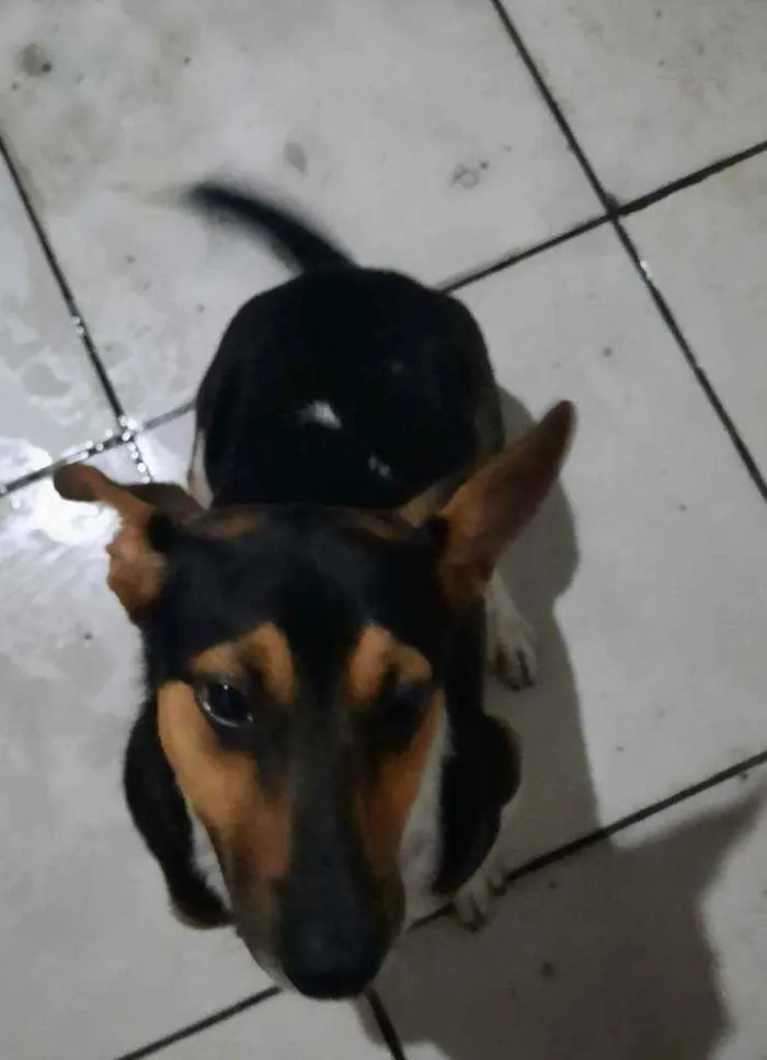 Cachorro ra a Vira lata idade 7 a 11 meses nome Ralph