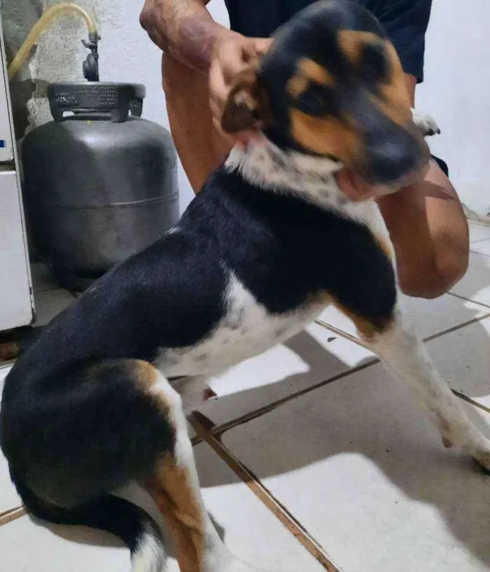 Cachorro ra a Vira lata idade 7 a 11 meses nome Ralph