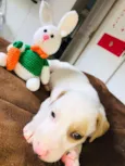 Cachorro raça Srd idade Abaixo de 2 meses nome Julinho