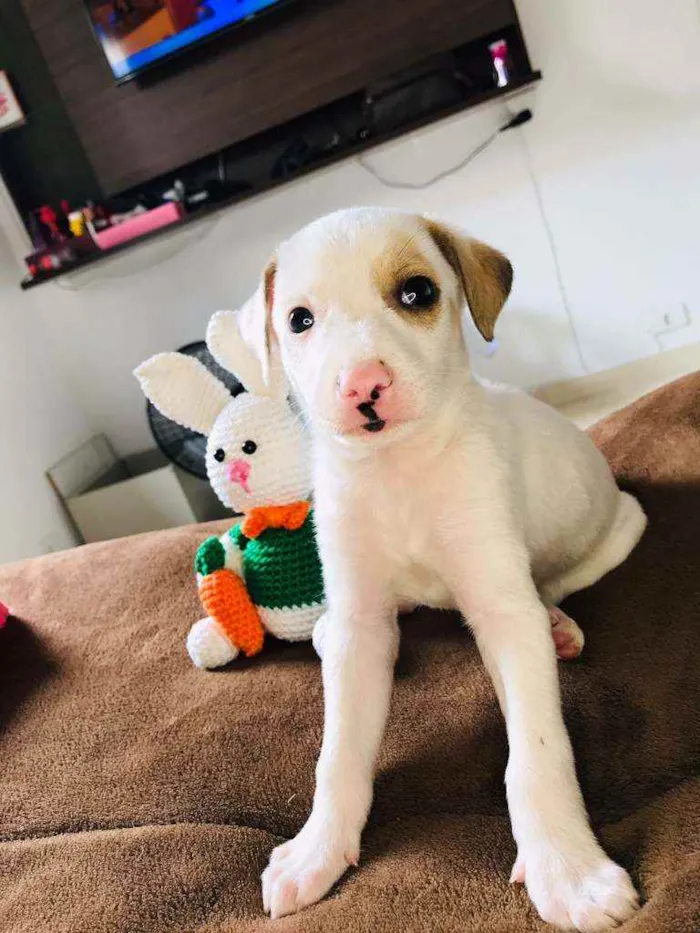 Cachorro raça Srd idade Abaixo de 2 meses nome Julinho