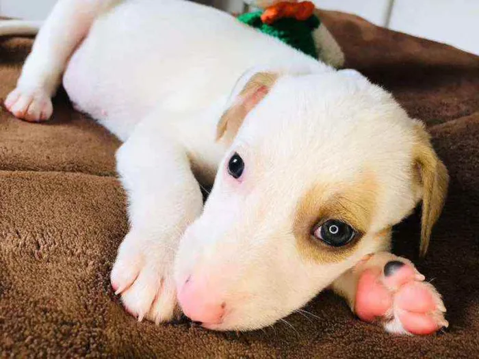Cachorro raça Srd idade Abaixo de 2 meses nome Julinho