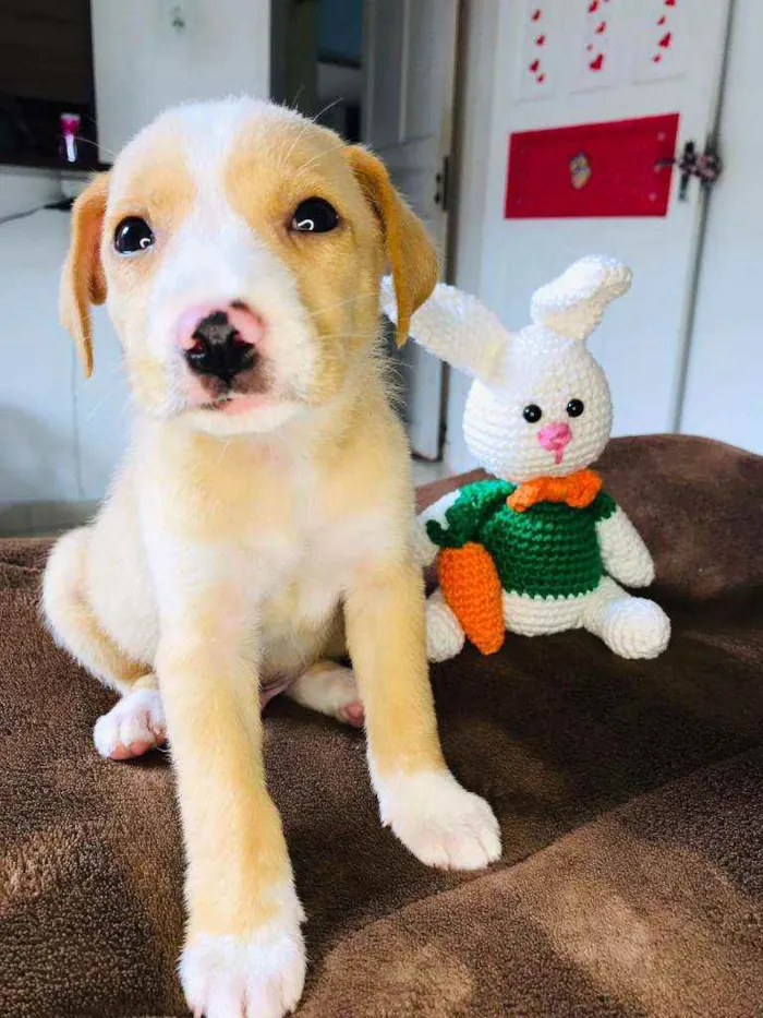 Cachorro raça Srd idade Abaixo de 2 meses nome Lubinho