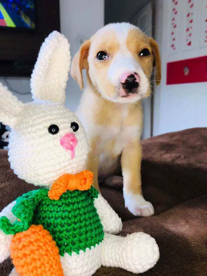 Cachorro raça Srd idade Abaixo de 2 meses nome Lubinho