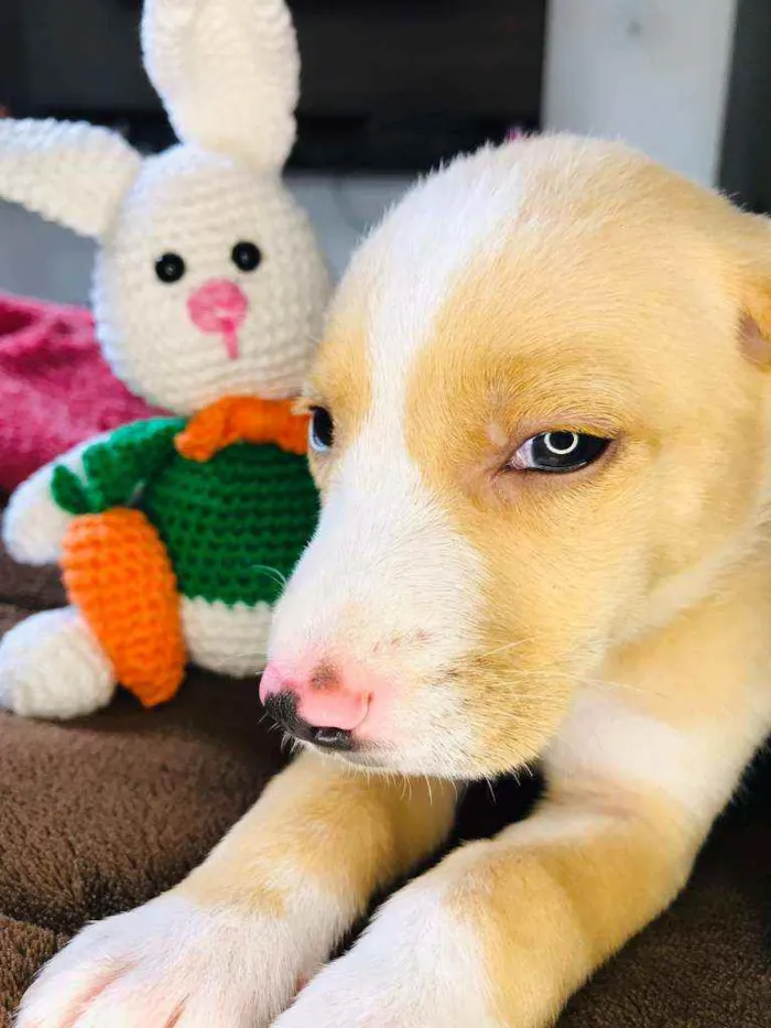 Cachorro raça Srd idade Abaixo de 2 meses nome Lubinho