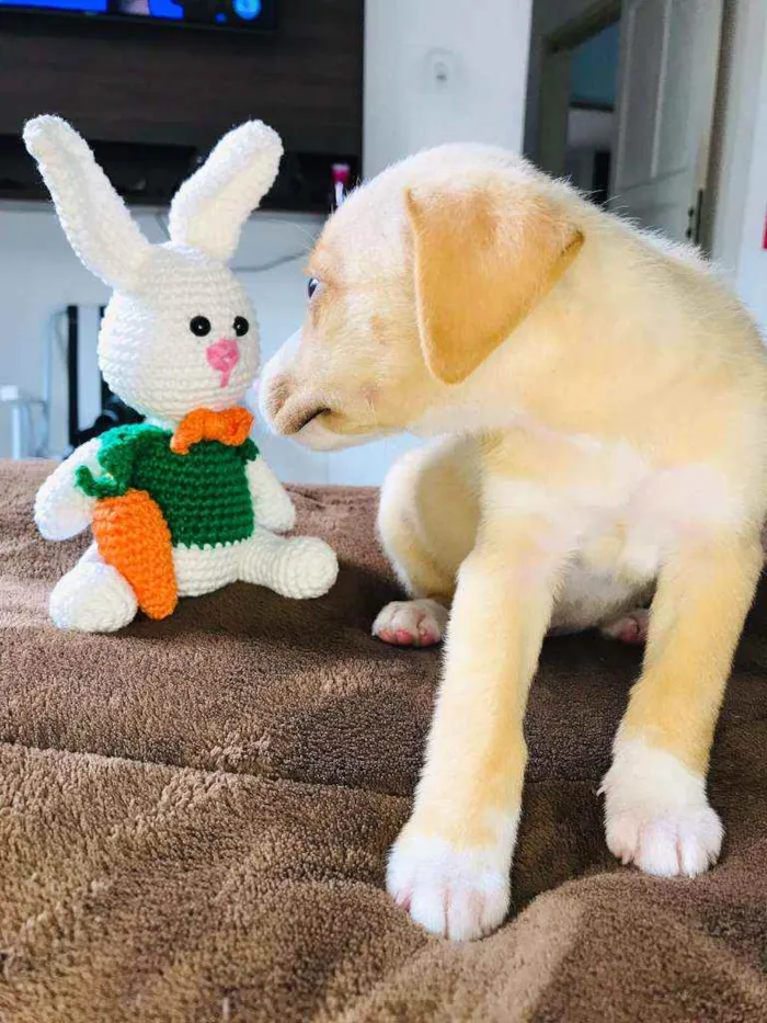 Cachorro raça Srd idade Abaixo de 2 meses nome Lubinho