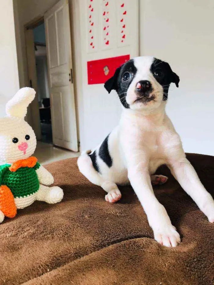 Cachorro raça Srd idade Abaixo de 2 meses nome Fabinho