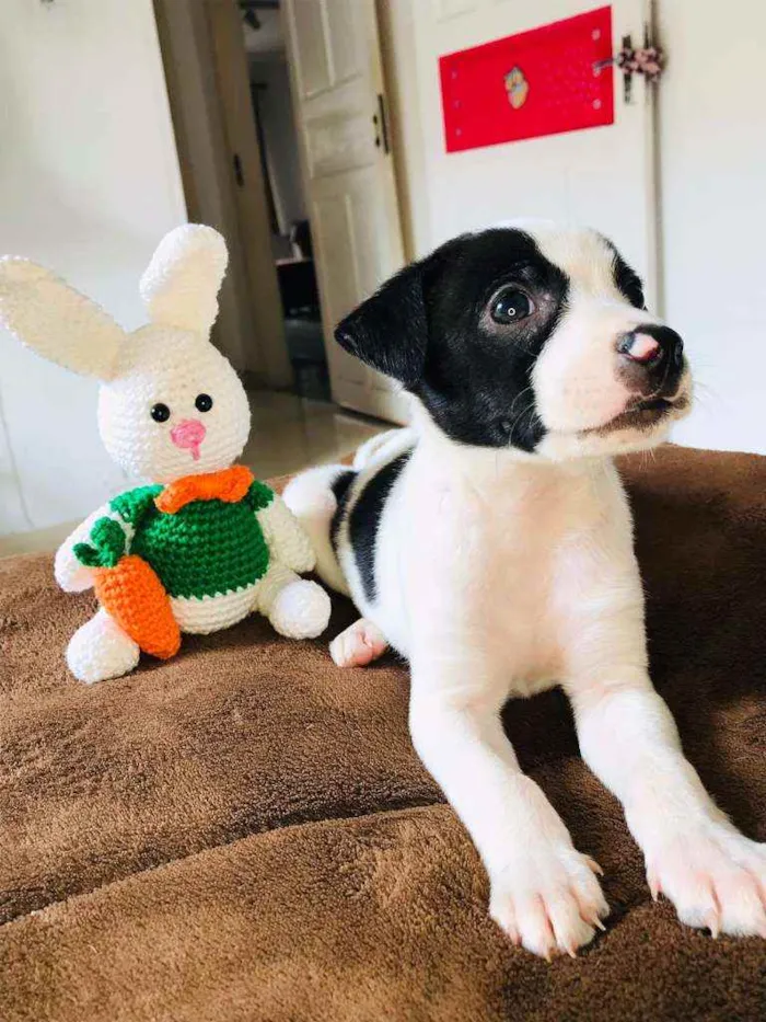 Cachorro raça Srd idade Abaixo de 2 meses nome Fabinho