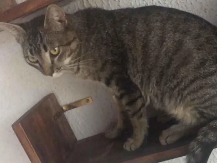 Gato ra a Sem Raça Definida idade 1 ano nome Boquin