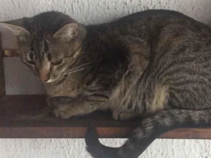 Gato ra a Sem Raça Definida idade 1 ano nome Boquin