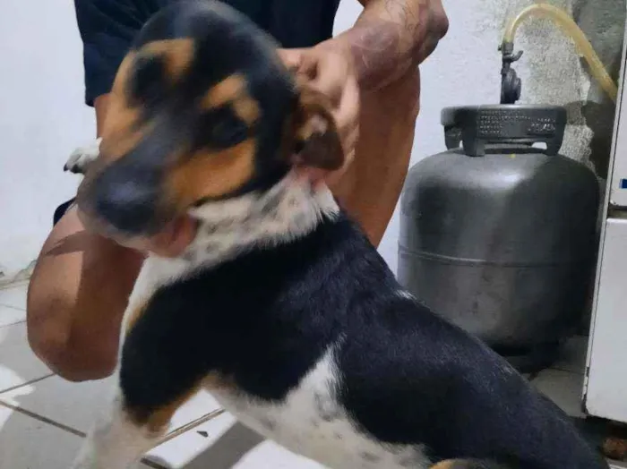 Cachorro ra a Vira lata idade 7 a 11 meses nome Ralph