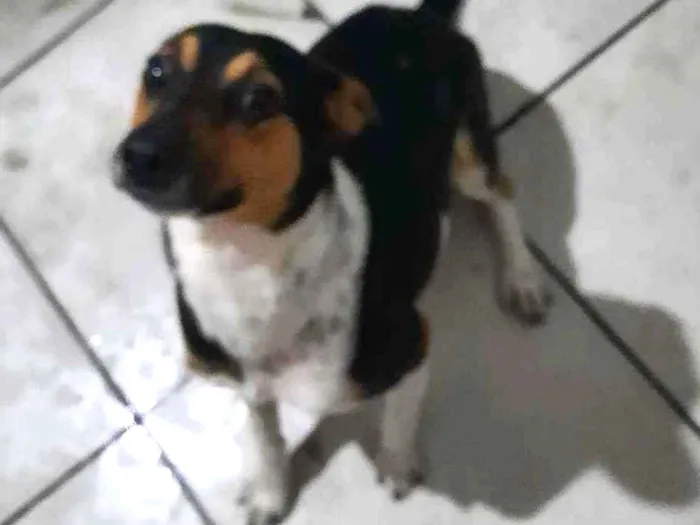Cachorro ra a Vira lata idade 7 a 11 meses nome Ralph