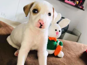 Cachorro raça Srd idade Abaixo de 2 meses nome Julinho