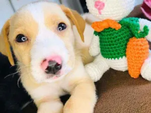 Cachorro raça Srd idade Abaixo de 2 meses nome Lubinho