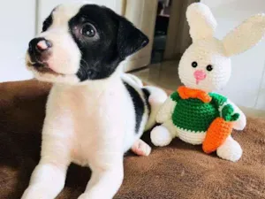 Cachorro raça Srd idade Abaixo de 2 meses nome Fabinho
