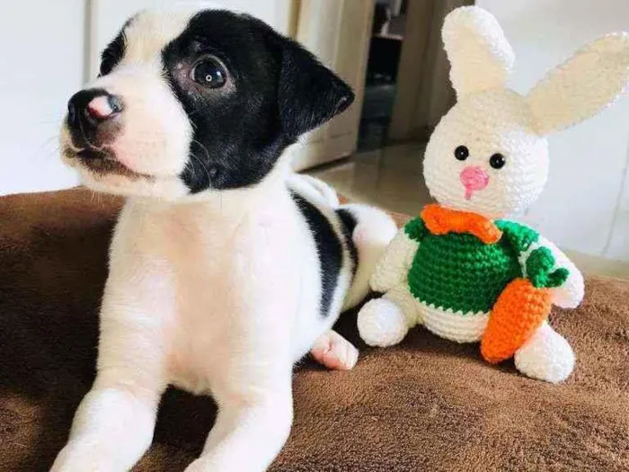 Cachorro raça Srd idade Abaixo de 2 meses nome Fabinho