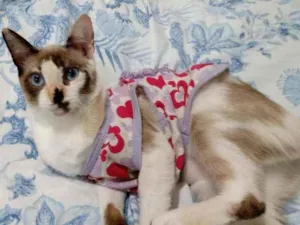 Gato raça Srd idade 2 a 6 meses nome Nina