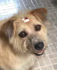 Cachorro raça SRD  idade 3 anos nome Bidu