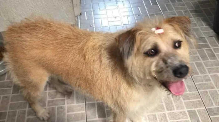 Cachorro raça SRD  idade 3 anos nome Bidu