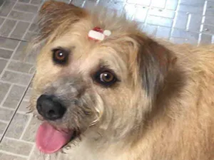 Cachorro raça SRD  idade 3 anos nome Bidu