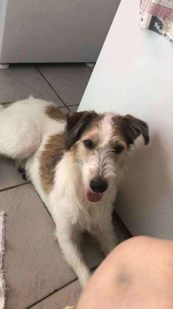 Cachorro ra a Vira-lata idade 2 a 6 meses nome Sem nome