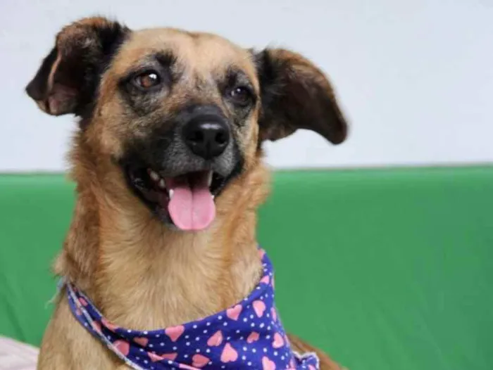 Cachorro ra a Sem raça definida  idade 3 anos nome Lupita 