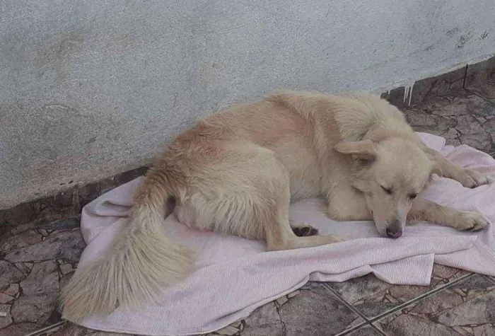 Cachorro ra a labrador com Golden idade 5 anos nome Marley 