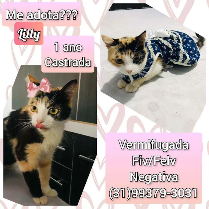 Gato raça SRD idade 1 ano nome Lilly