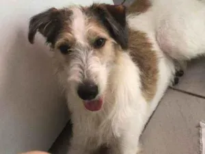 Cachorro raça Vira-lata idade 2 a 6 meses nome Sem nome