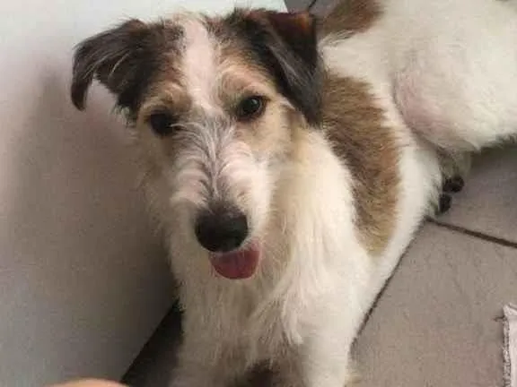 Cachorro ra a Vira-lata idade 2 a 6 meses nome Sem nome