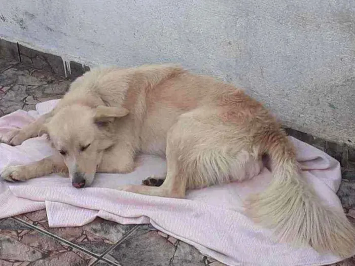 Cachorro ra a labrador com Golden idade 5 anos nome Marley 