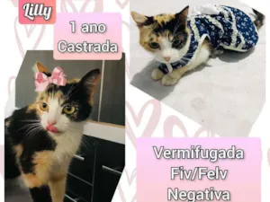 Gato raça SRD idade 1 ano nome Lilly
