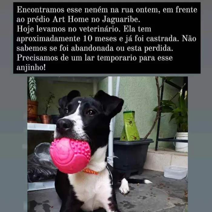 Cachorro ra a SRD idade 7 a 11 meses nome Pandora