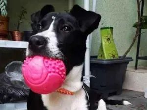 Cachorro raça SRD idade 7 a 11 meses nome Pandora