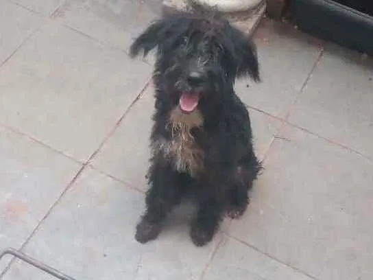 Cachorro ra a Mestiço idade 2 a 6 meses nome Maike