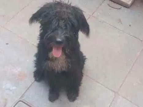 Cachorro ra a Mestiço idade 2 a 6 meses nome Maike