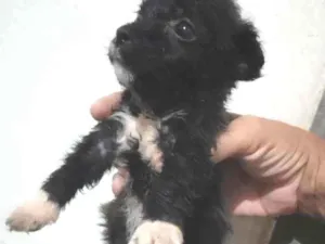 Cachorro raça Shitsu com vira - lata idade Abaixo de 2 meses nome Pretinha
