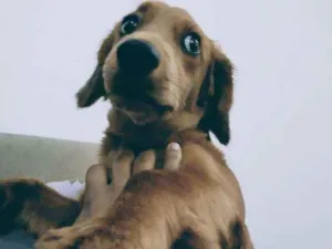 Cachorro raça Dachshund idade 7 a 11 meses nome Apolo