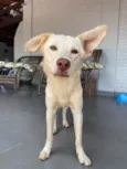 Mel