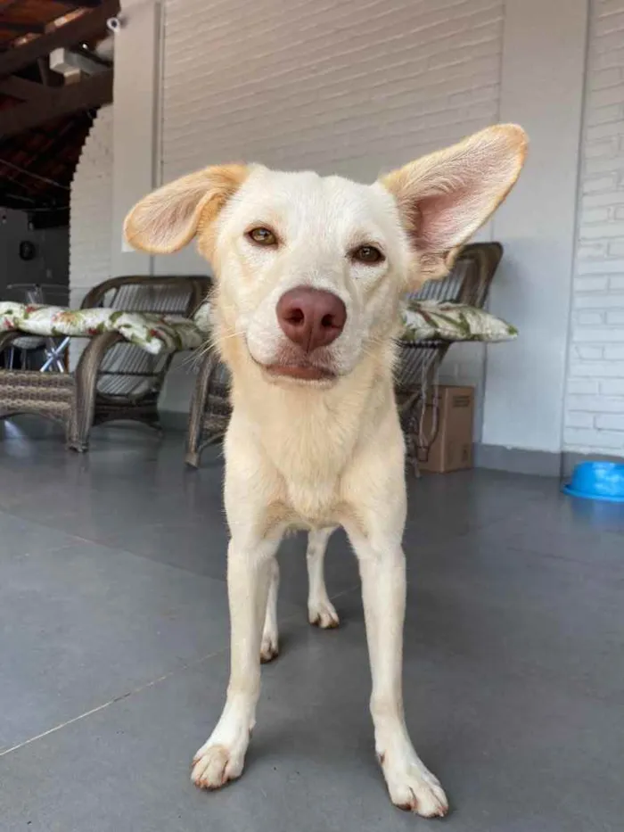 Cachorro ra a Sem definição  idade 7 a 11 meses nome Mel
