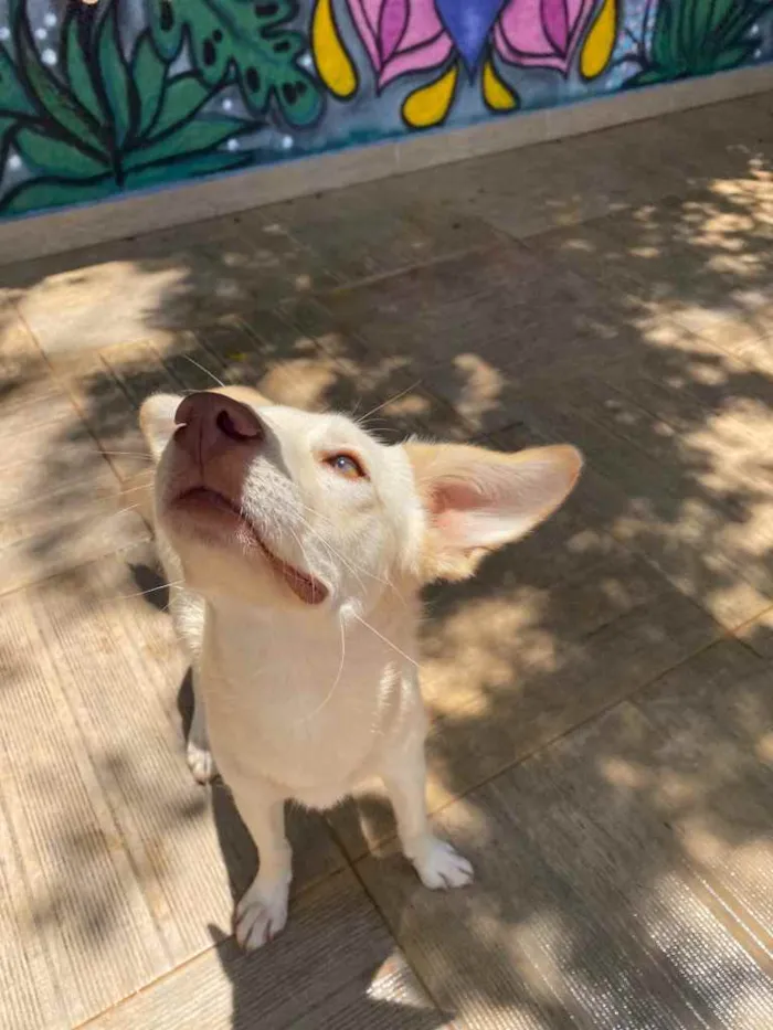 Cachorro ra a Sem definição  idade 7 a 11 meses nome Mel